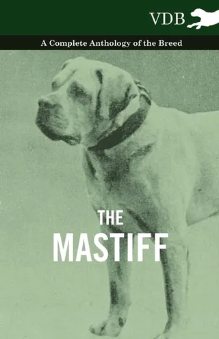 The Mastiff