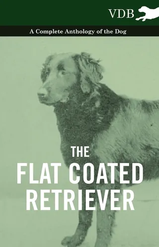 The Flat Coated Retriever