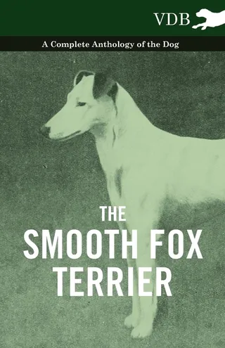 The Smooth Fox Terrier