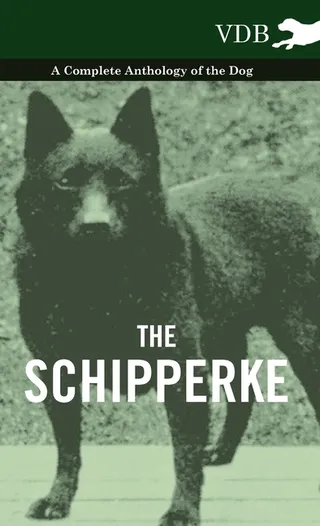 The Schipperke