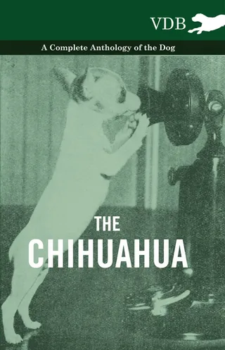 The Chihuahua