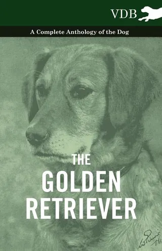 The Golden Retriever