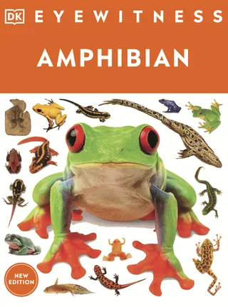Amphibian
