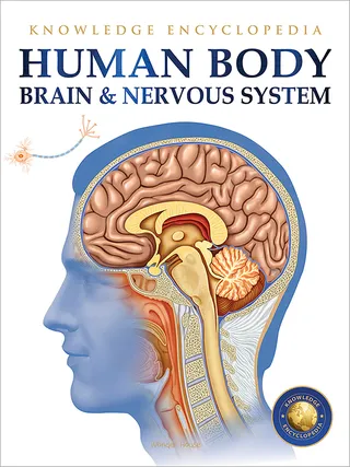 Human Body - Brain and Nervous System: Knowledge Encyclopedia for Children