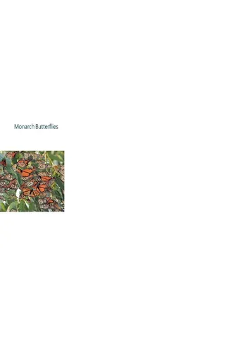 Monarch Butterflies
