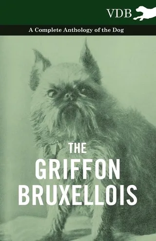 The Griffon Bruxellois