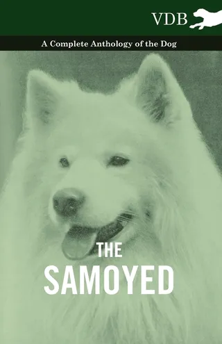 The Samoyed