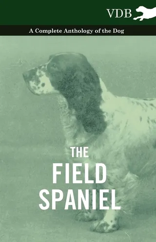 The Field Spaniel