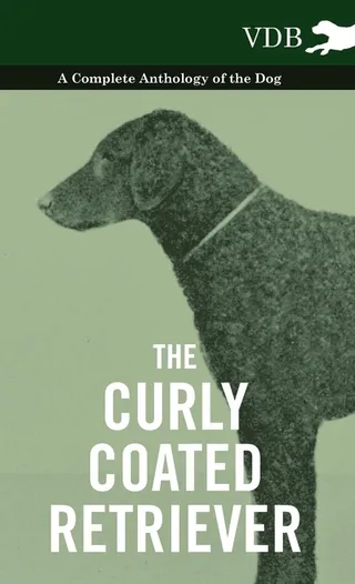 The Curly Coated Retriever