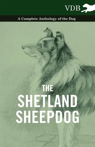 The Shetland Sheepdog
