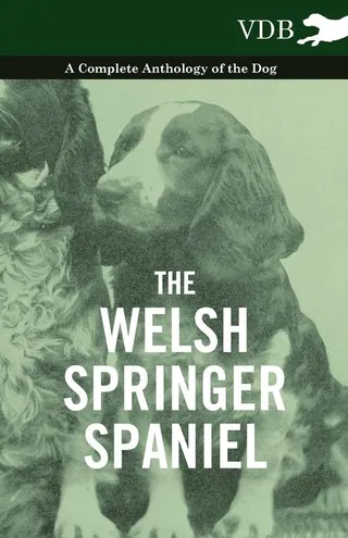 The Welsh Springer Spaniel