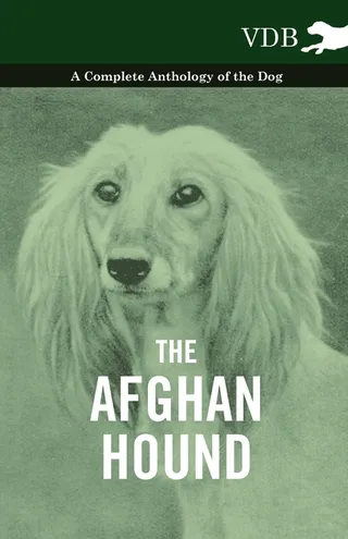The Afghan Hound