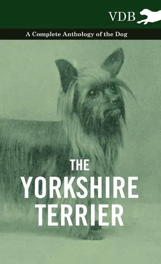 The Yorkshire Terrier