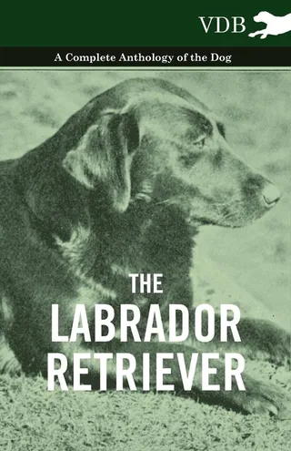 The Labrador Retriever