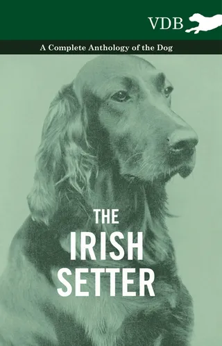 The Irish Setter