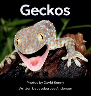 Geckos