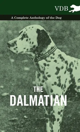 The Dalmatian