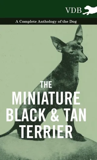 The Miniature Black and Tan Terrier