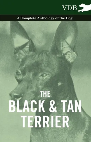The Black and Tan Terrier