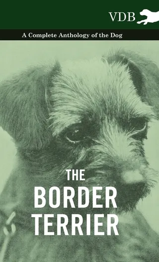 The Border Terrier