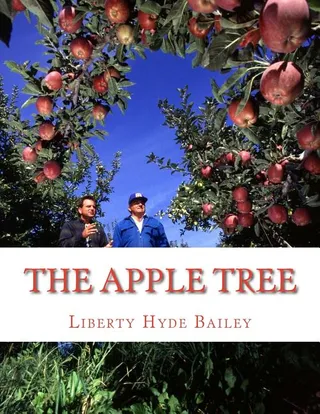 The Apple-Tree