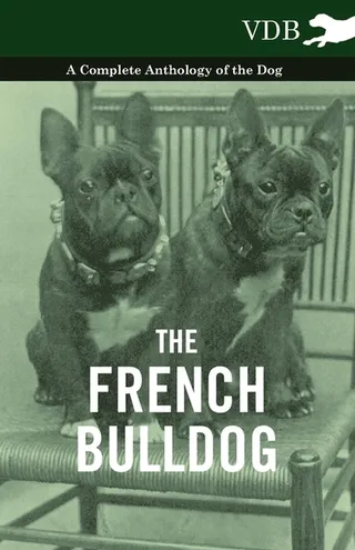 The French Bulldog