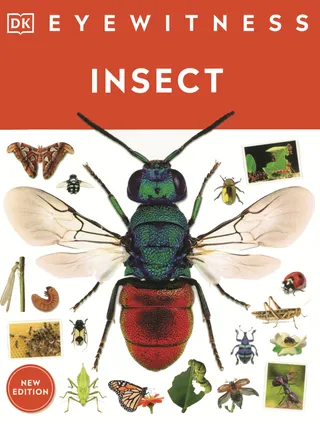 Insect