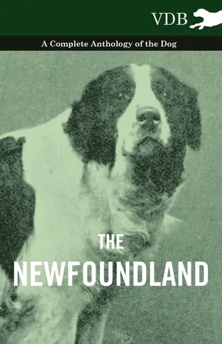 The Newfoundland