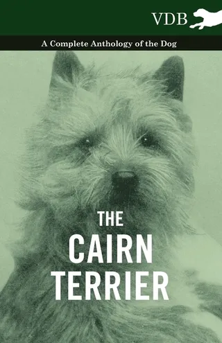 The Cairn Terrier