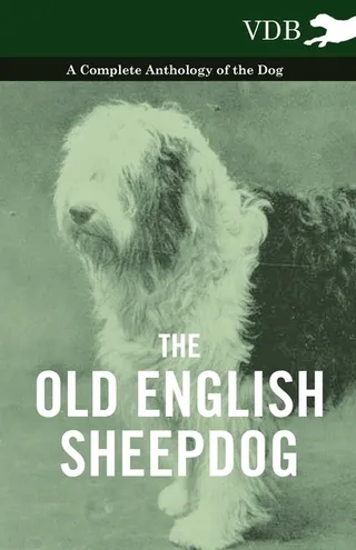 The Old English Sheepdog