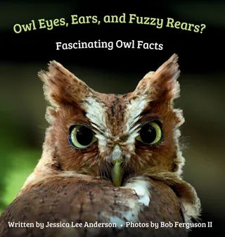 Owl Eyes, Ears, and Fluffy Rears?