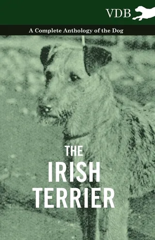 The Irish Terrier