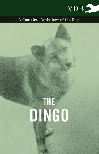 The Dingo