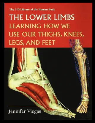 The Lower Limbs