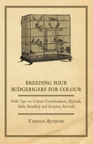 Breeding Your Budgerigars for Colour