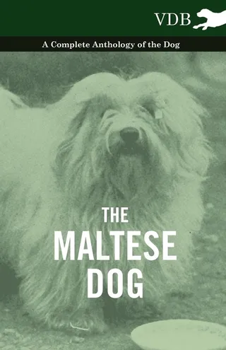 The Maltese Dog