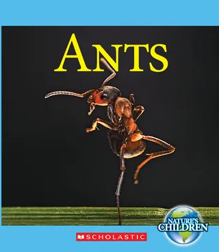 Ants Nature's Children