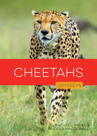 Cheetahs