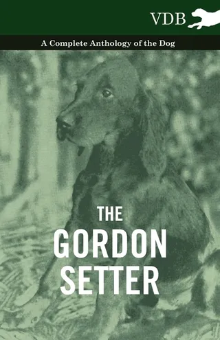The Gordon Setter