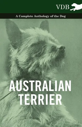 Australian Terrier