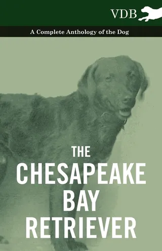 The Chesapeake Bay Retriever
