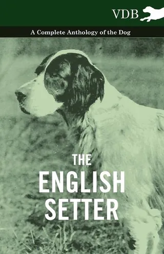 The English Setter