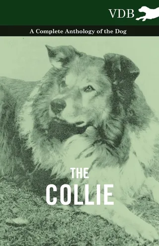 The Collie