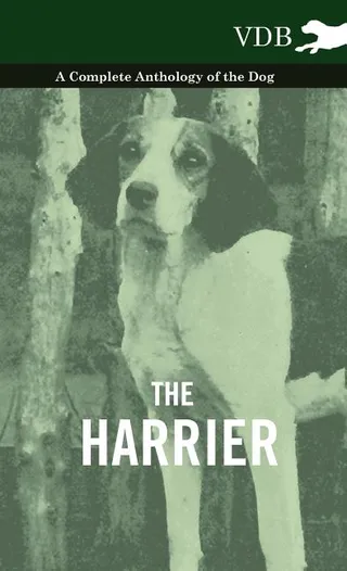 The Harrier
