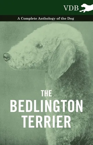 The Bedlington Terrier