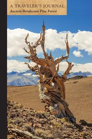Ancient Bristlecone Pine Forest