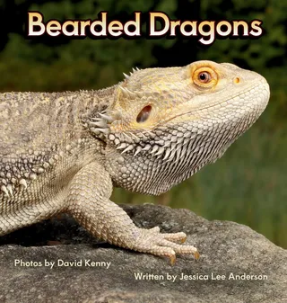 Bearded Dragons