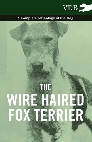 The Wire Haired Fox Terrier